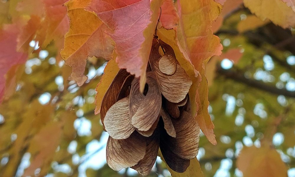 Maple seeds scattered across a roof gutter, showing the kind of debris that can collect and sprout in damp conditions.